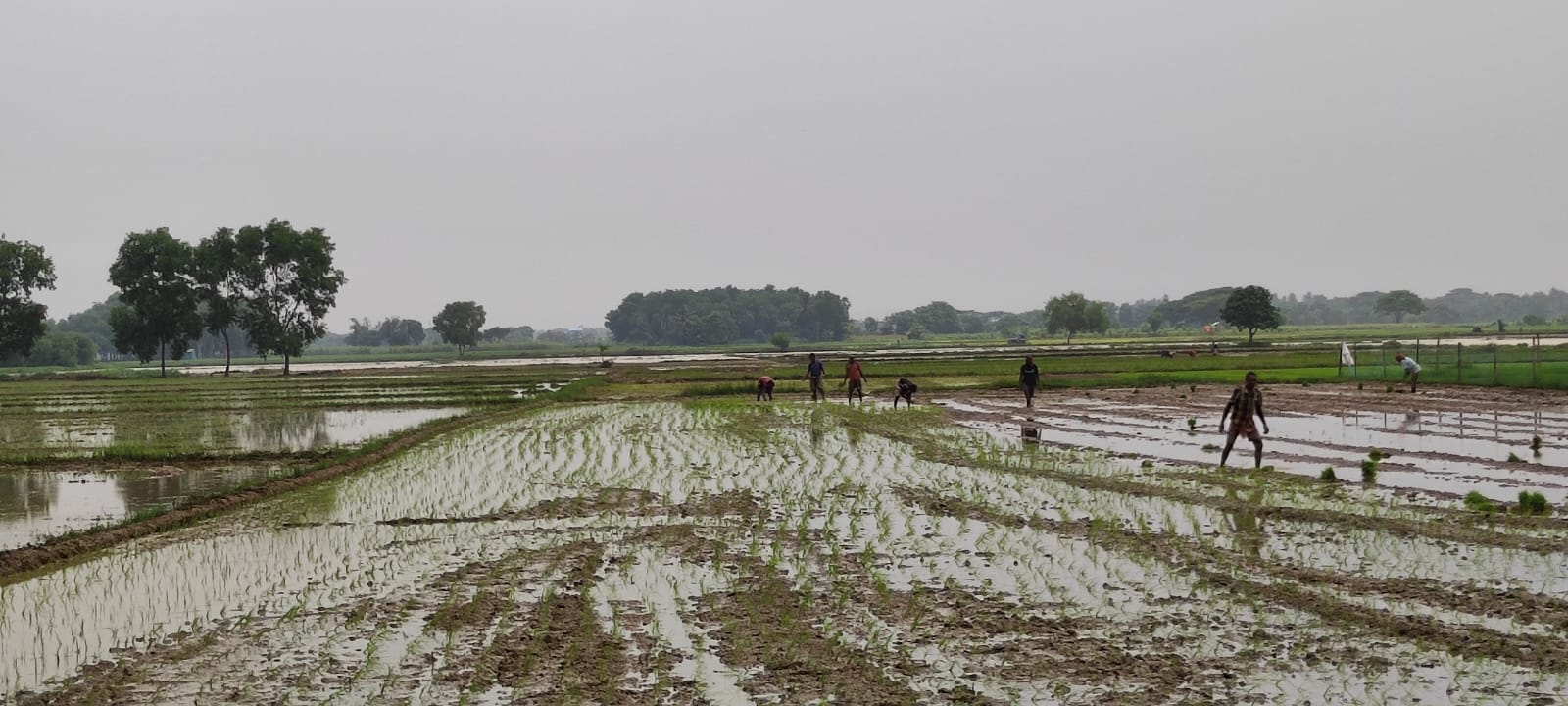 Traditional rice farming activity at Maa Mati